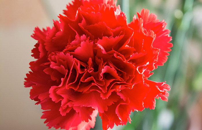 A vibrant red carnation blooms with delicately layered petals. The flower stands tall against a blurred background of green stems.